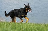 BEAUCERON 615